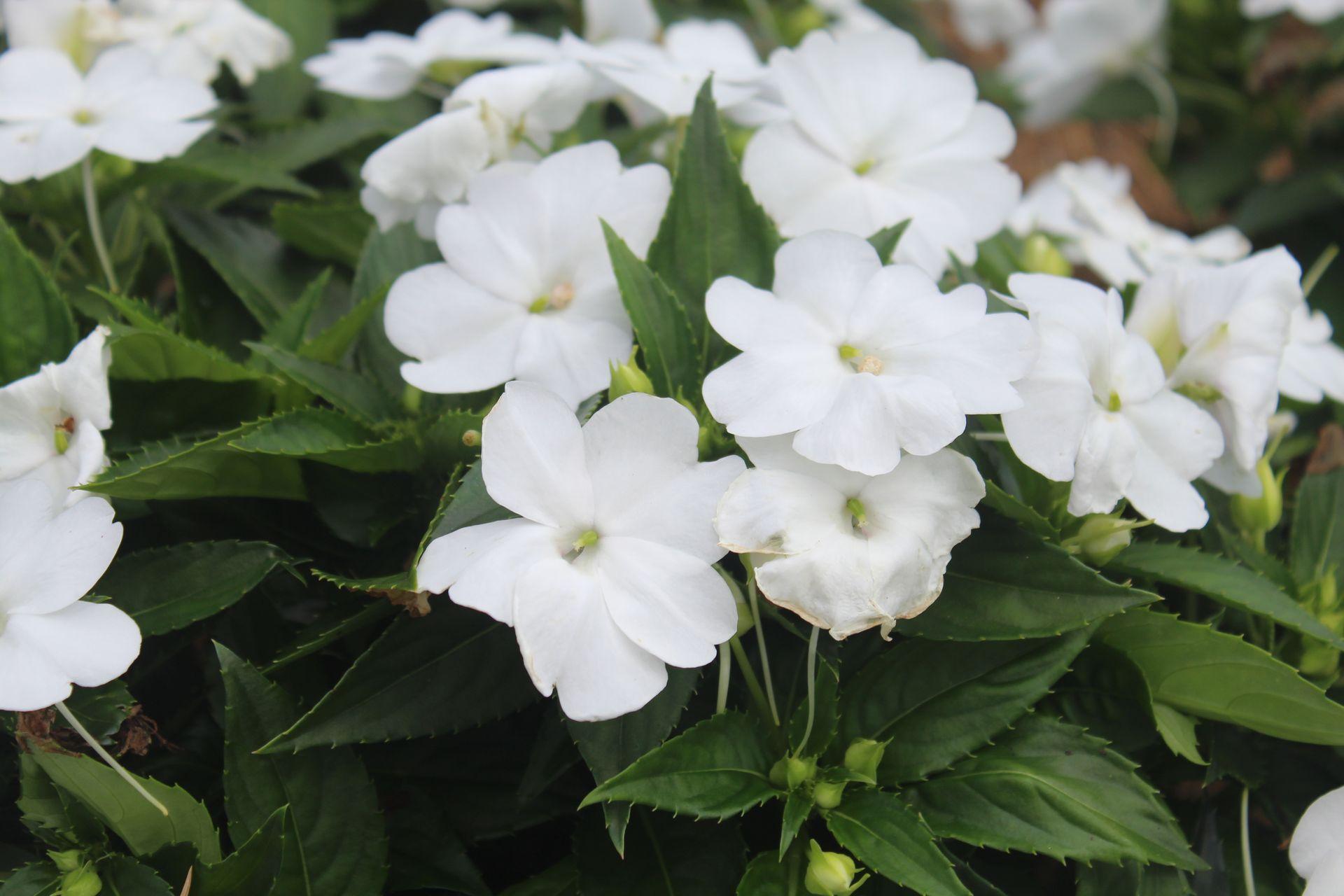 Close-up of white flowers blooming among green foliage.