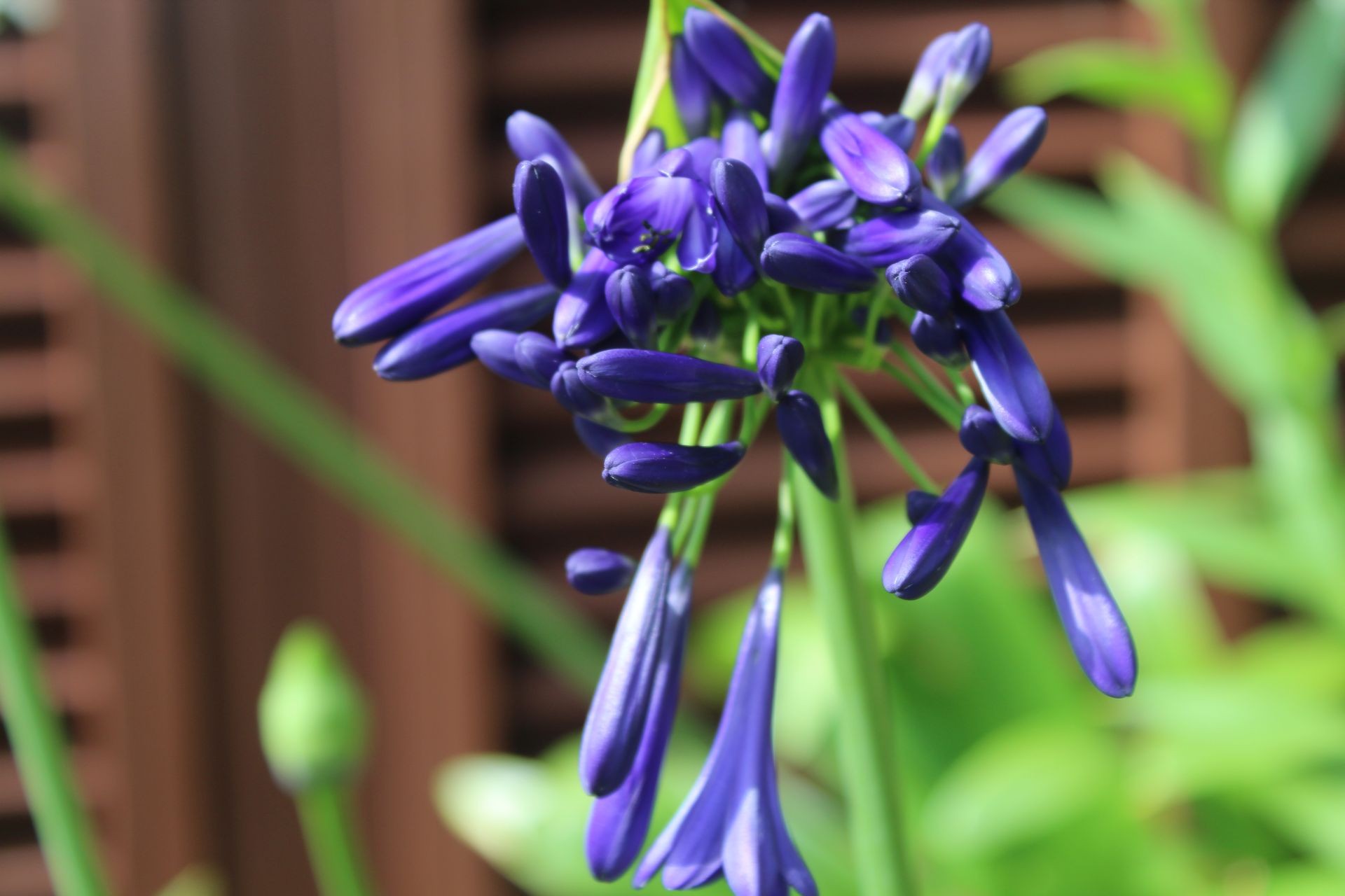 Close-up of purple agapanthus flower buds against a blurred green and brown background.