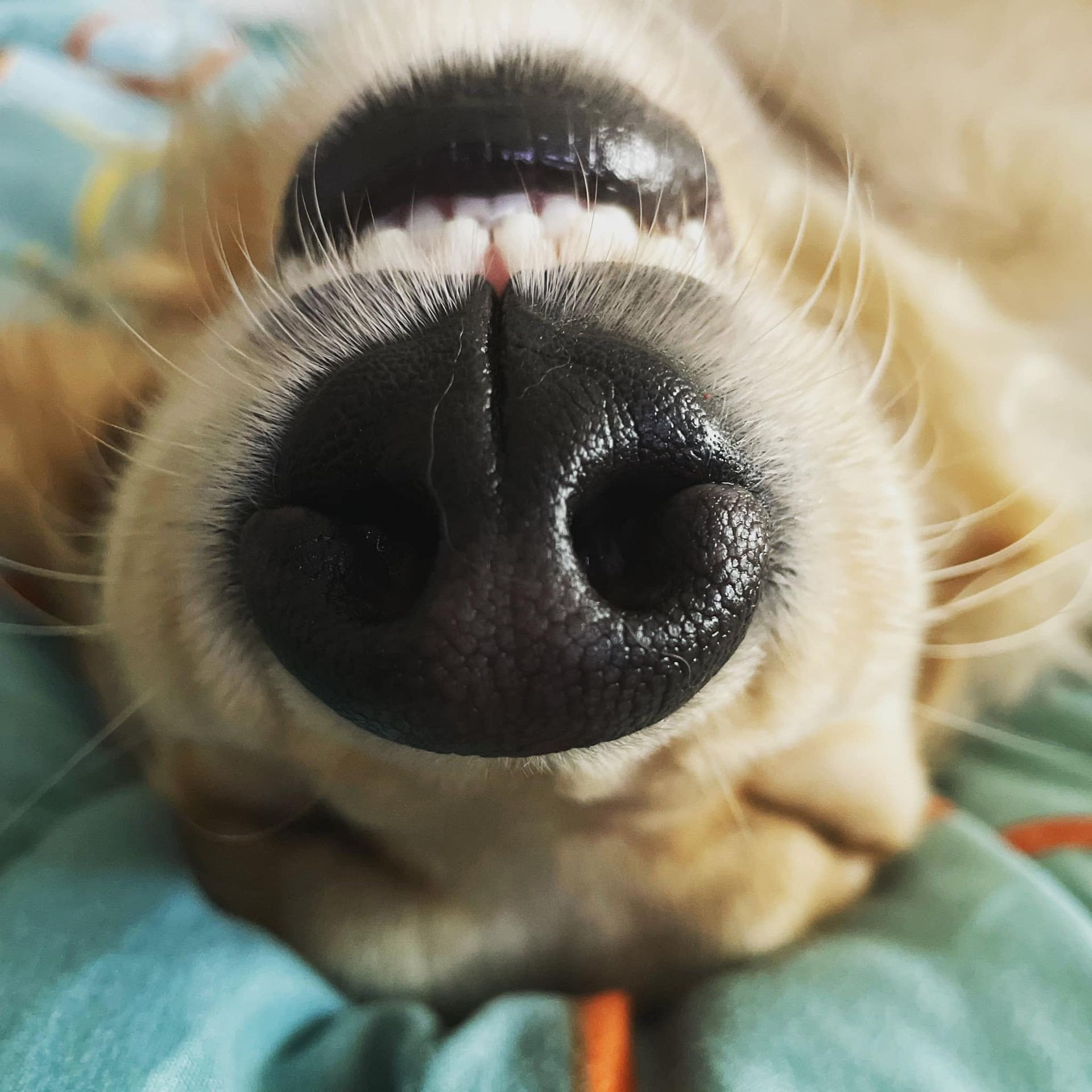 Close-up view of a dog's nose and mouth, with the dog lying on its back.